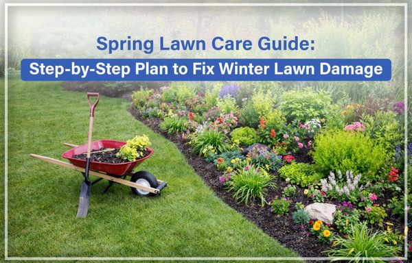 Spring Lawn Care Guide: Step-by-Step Plan to Fix Winter Lawn Damage